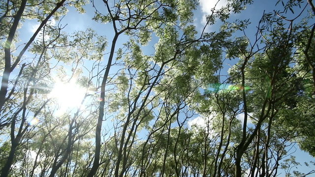 Tree leaves and branch in breeze, sun ray light background.