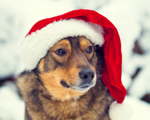 Dog wearing Santa hat outdoor in winter