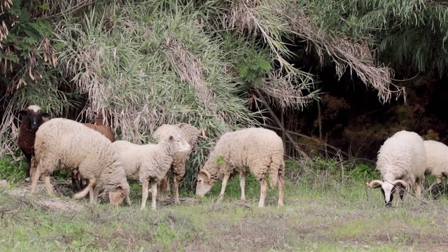 Flock of Sheep grazing on mediterranean grass land