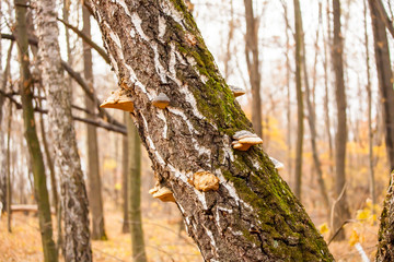 trunk with moss and mushrooms
