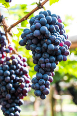 Grapes fruit background
