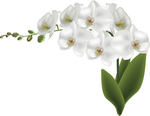 isolated branch with white large orchid flowers