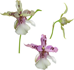 Naklejka na ściany i meble lilac and white three orchids on white