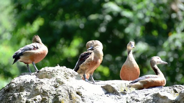 Water bird species - Ruddy Shelduck (Casarca ferruginea)