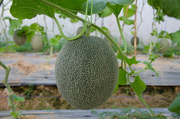 Netted melon