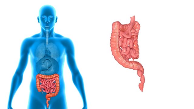 Large and small intestine