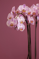 bouquet of pink orchid on a purple background