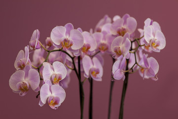 Naklejka na ściany i meble bouquet of pink orchid on a purple background