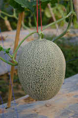 Netted melon about to harvest