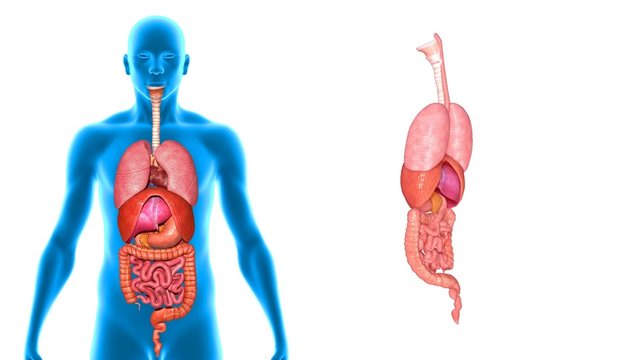 Human organs