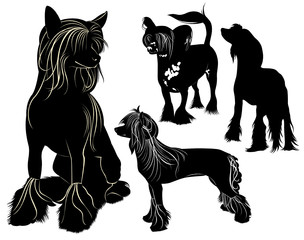 Chinese Crested