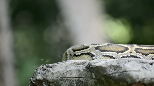 Large Python in Orchard