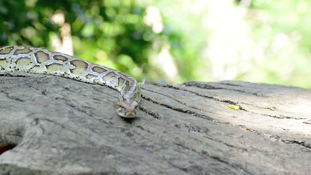 Large Python in Orchard