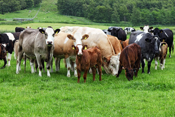Naklejka na ściany i meble Cows at a pasture in Scotland