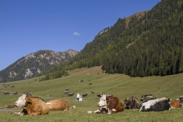 Fototapeta na wymiar Kühe auf der Tschey Wiesen