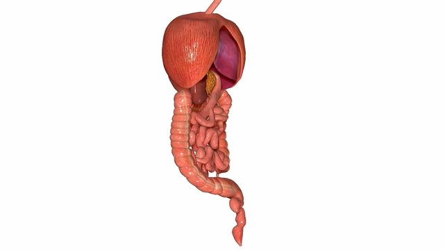 Digestive system
