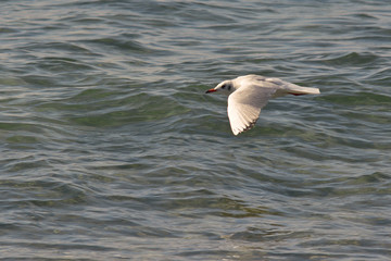 gabbiano comune (Larus ridibundus) in volo