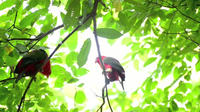 Pair lovebirds