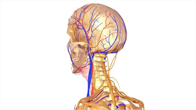 Cranial nerves