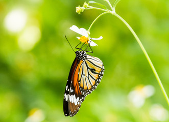 Butterfly life