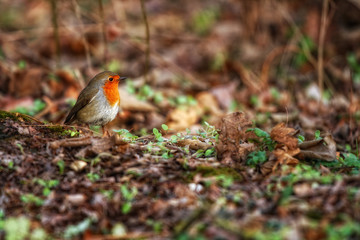 Robin