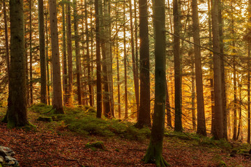 Obraz premium Black Forest