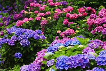 あじさい　梅雨　花