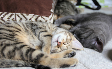 Naklejka na ściany i meble kittens sleeping cofortable in the house