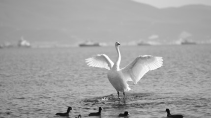 Swan