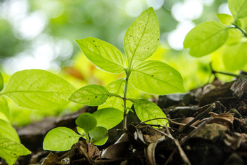 Green sprout