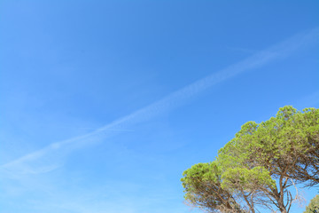 Obraz premium pine tree under a blue sky