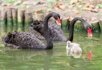 swan parents and swan babies