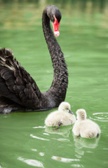 Obraz premium black swan mum and her babies