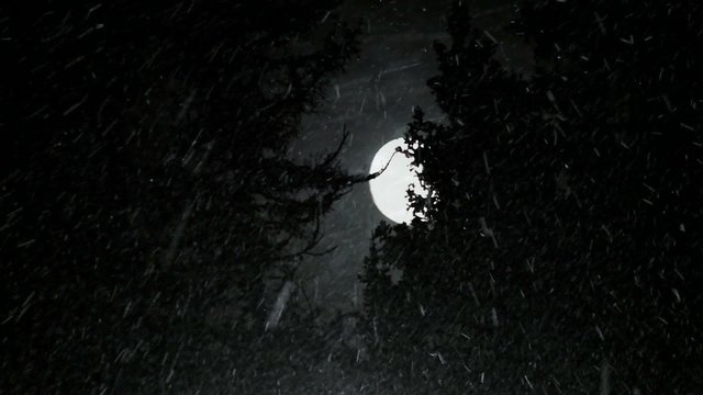 Snowfall in the spruce forest at night with a full moon.