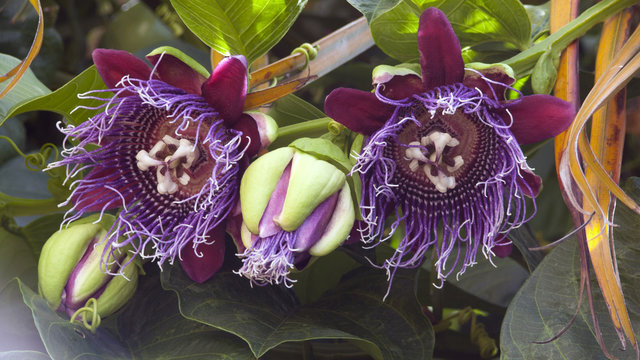 Fleur de Barbadine, fruit de la passion, La R&eacute;union