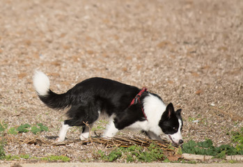 dog sniffing in a brown field