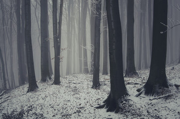 mysterious forest in winter
