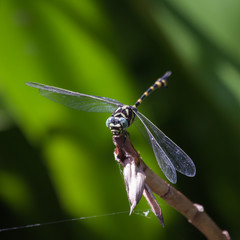 Dragonfly on flower