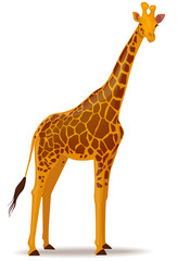 Obraz premium Vector illustration of a giraffe