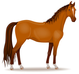 Horse - vector illustration