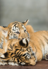 Fototapeta na wymiar small tigers