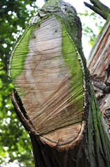 cut section of a large branch of a tree