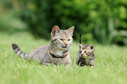 Katze mit Jungtier