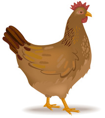 Vector illustration of a hen