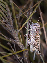 Grasshopper