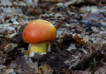 Amanita caesarea