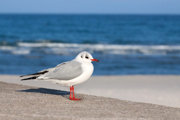 Fototapeta premium seagull on a beach