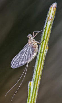 Ephemeroptera