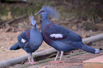 Western&victorian crowned-pigeons