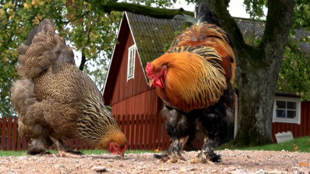 Hühner vor schwedischem Hof